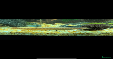 Tetras fish Fish For Sale - Advert 5