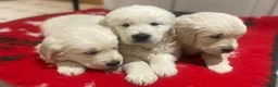 Golden Retriever dogs for sale: ADORABLE CREAM GOLDEN RETRIEVER PUPPIES £1495 in Baldock - Advert 4