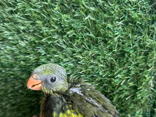 Parrots birds Hand reared Rock pebblers - Advert 2