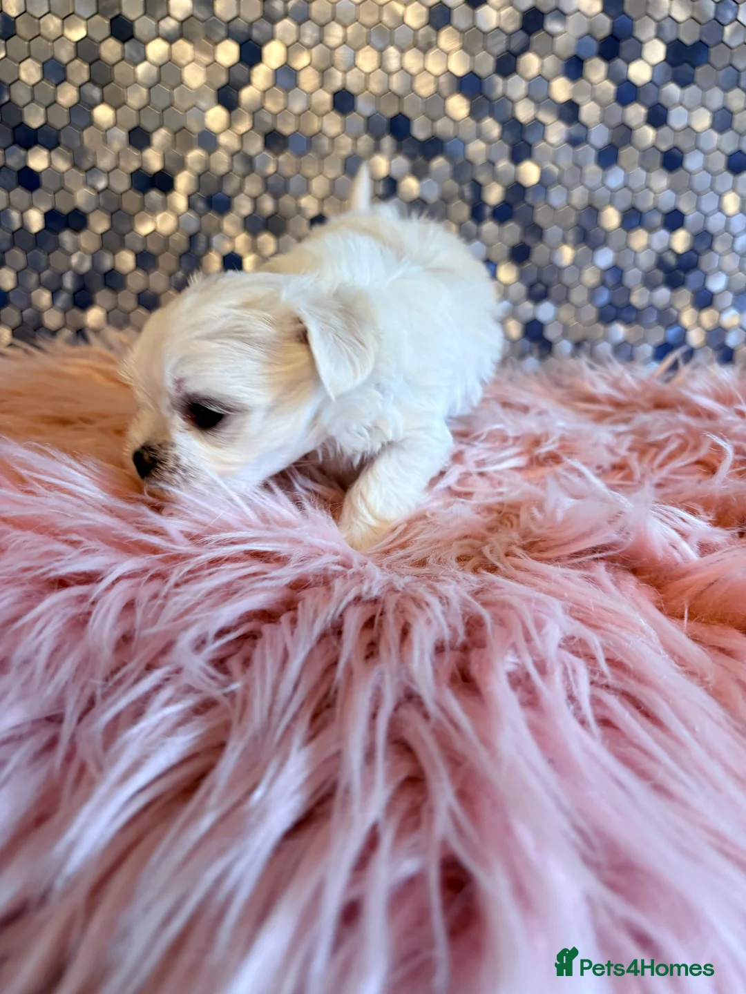 Maltese dogs for sale: Stunning korean Maltease  - Advert 1