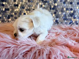 Maltese dogs Stunning korean Maltease - Advert 1