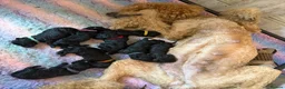 Standard Poodle dogs for sale: Kennel Club Registered Standard Poodle Puppies - Advert 6