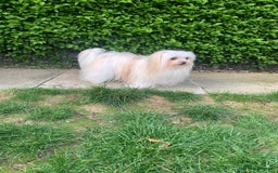 Maltese dogs for sale: Adorable Maltese girls for rehoming 💔 - Image 7