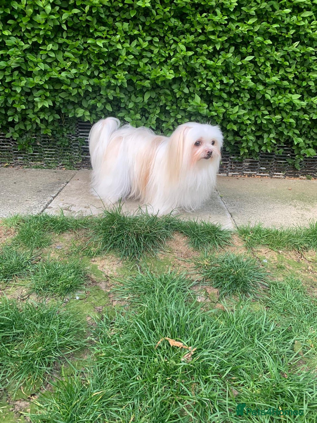 Maltese dogs for sale: Adorable Maltese girls for rehoming 💔 - Image 7