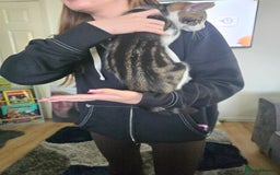 Ragdoll cats for sale: Ragdoll mix tabby kitten not 50 - Image 2