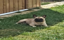 Mixed Breed dogs for sale: *UPDATE* 3x purebred dogs for rehoming - Image 15