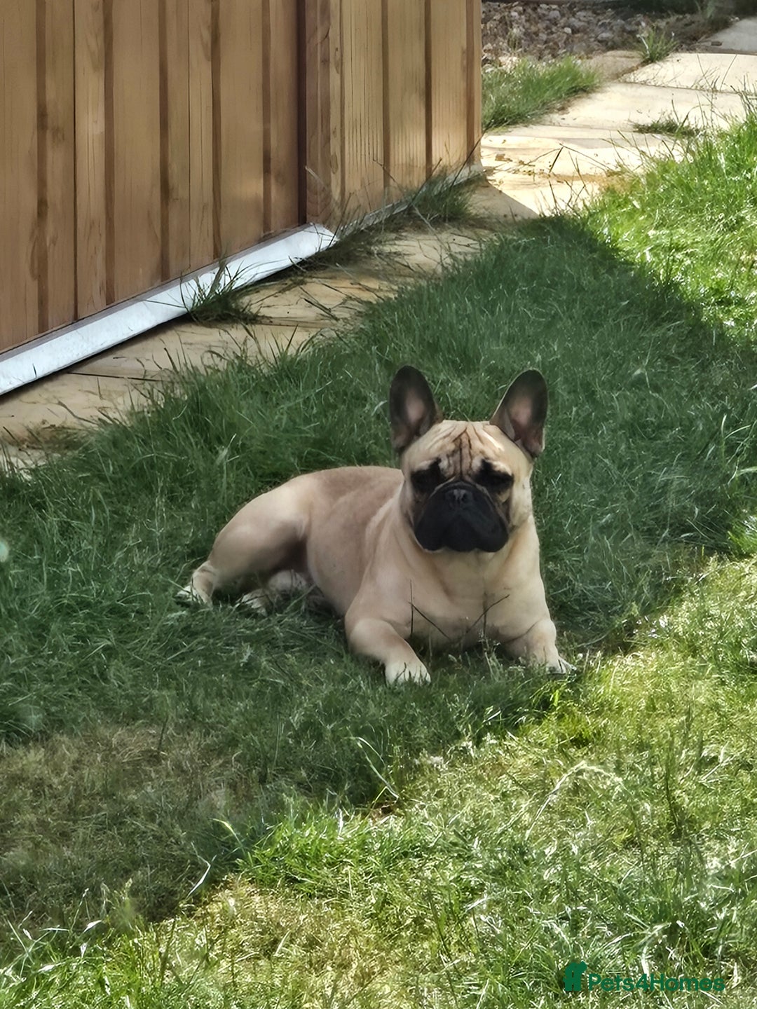 Mixed Breed dogs for sale: *UPDATE* 3x purebred dogs for rehoming - Image 15