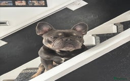 French Bulldog dogs for sale: 2 Year Old Male French Bulldog - Image 2