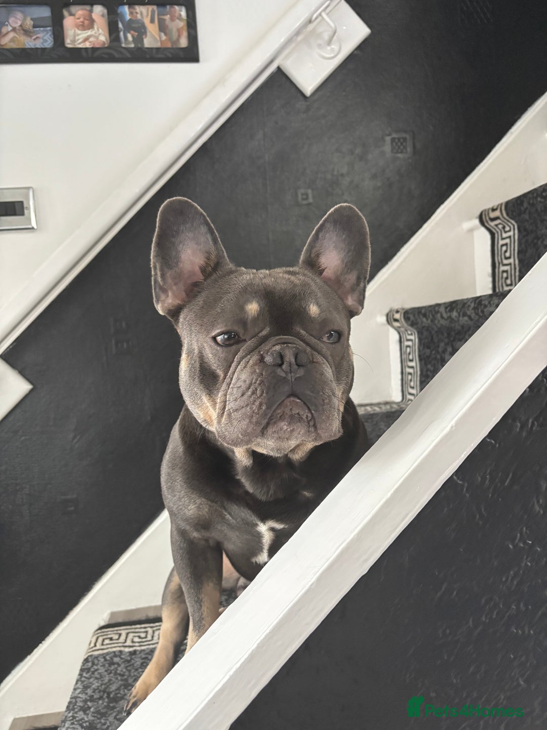 French Bulldog dogs for sale: 2 Year Old Male French Bulldog - Image 2