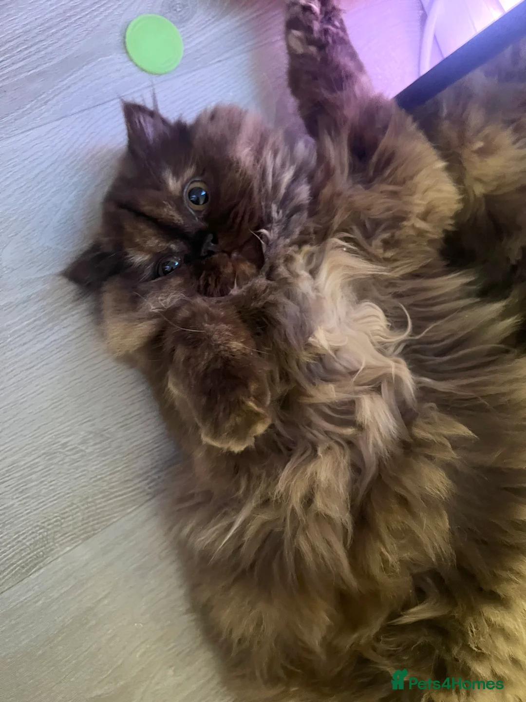 British Longhair cats for sale: Choclate & cream bicolour British long hair female - Advert 3