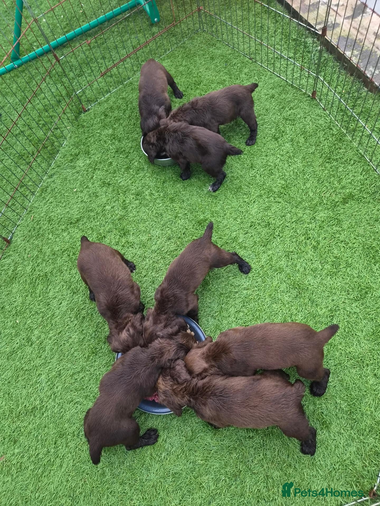 Cocker Spaniel dogs Cocker spaniel pups  - Advert 15