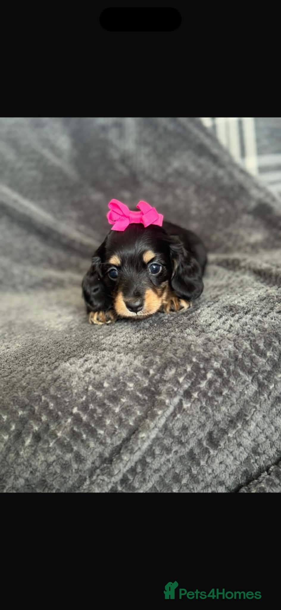 Miniature Dachshund dogs READYNOW Miniature daschund puppies - Advert 2