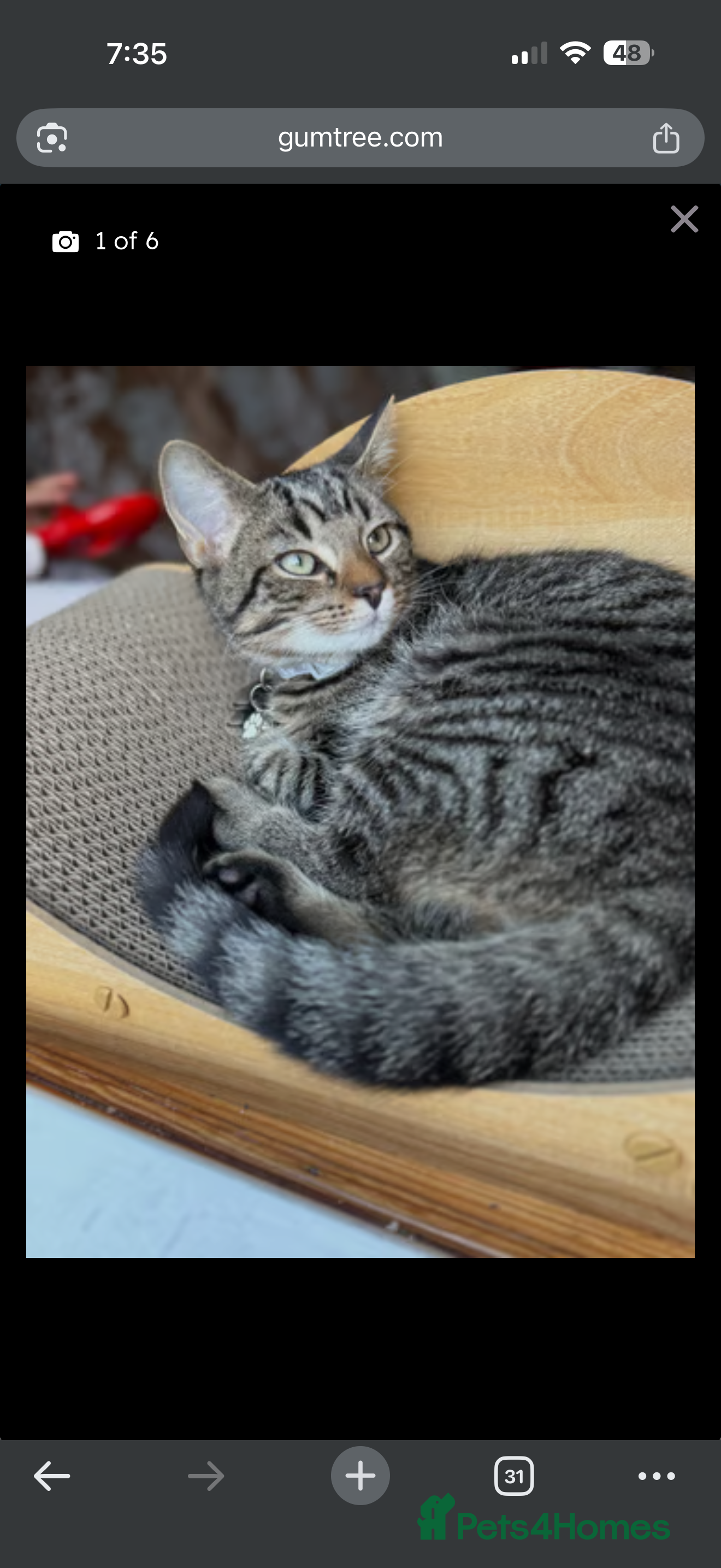 Mixed Breed cats Male kitten  - Advert 8