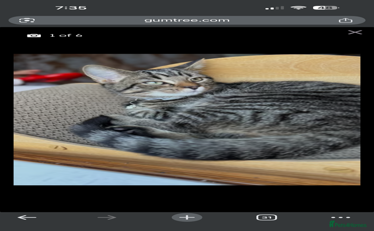 Mixed Breed cats - Advert 3