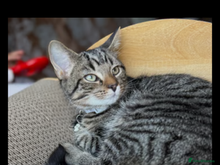 Mixed Breed cats - Advert 9