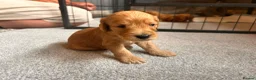Cockapoo dogs for sale: Beautiful F1 cockapoos in Cranleigh - Advert 26