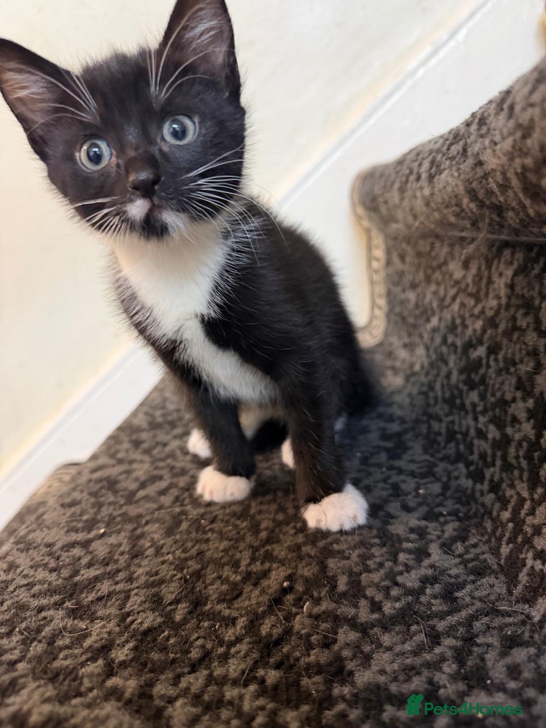 Mixed Breed cats for sale: 3 Tabby Kittens - Advert 1