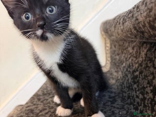 Mixed Breed cats 3 Tabby Kittens - Advert 5