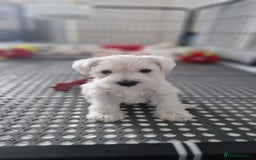 Miniature Schnauzer dogs for sale: Pure White Miniature Schnauzer puppies - Image 4