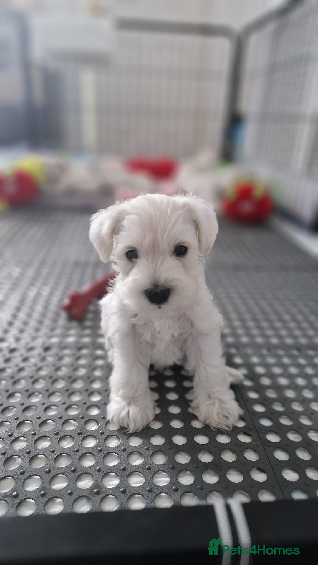 Miniature Schnauzer dogs for sale: Pure White Miniature Schnauzer puppies - Image 4