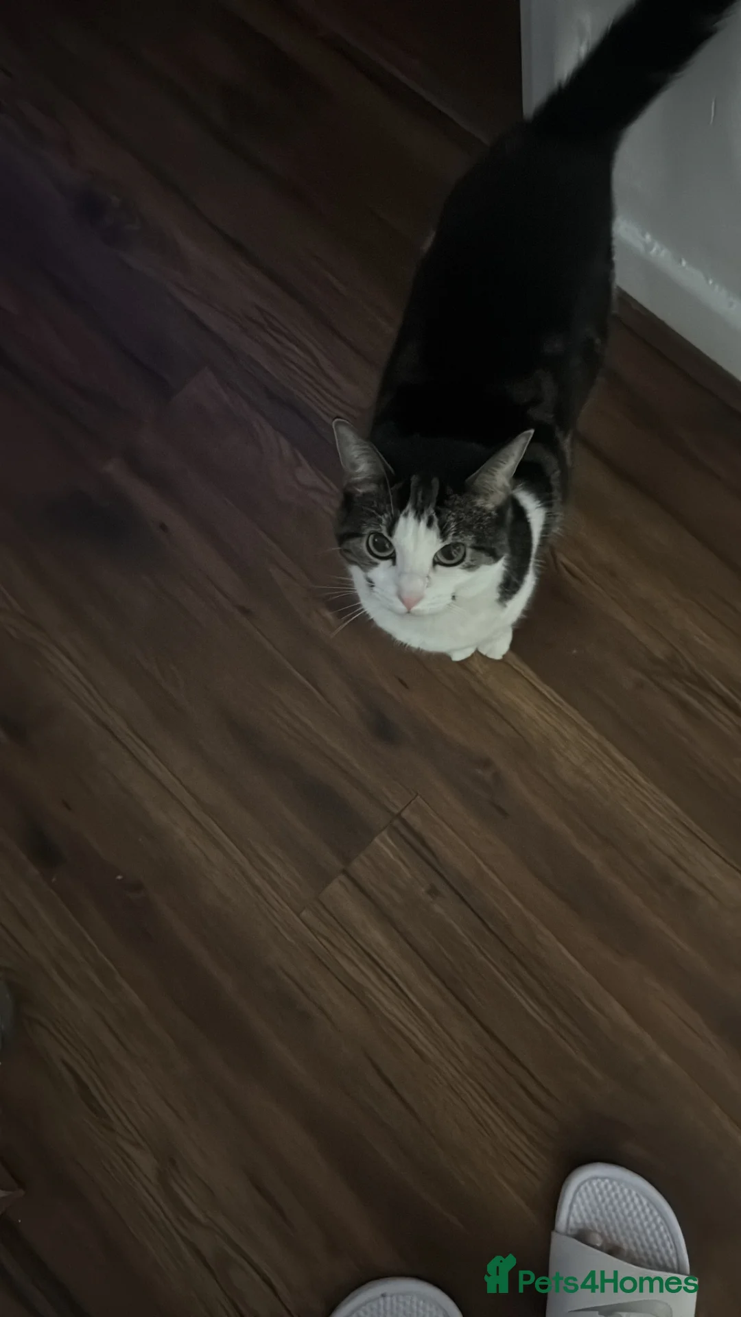 Mixed Breed cats for sale:  New Home Needed  - Advert 2