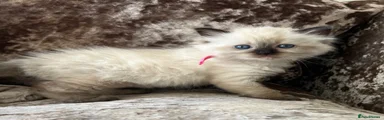 Ragdoll 2