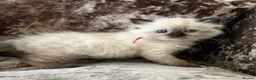 Ragdoll cats for sale: Beautiful Gccf ragdoll kittens  - Advert 3