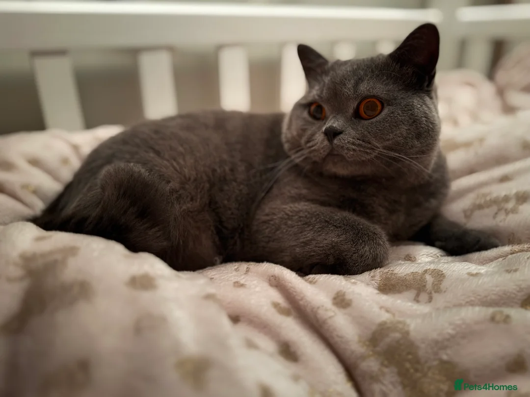 British Shorthair cats for sale: Beautiful BSH male in Wimborne - Advert 3