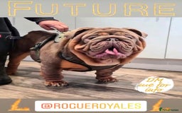 English Bulldog dogs for sale: Show-Stopping Lilac & Chocolate Merle Bulldog - Image 9