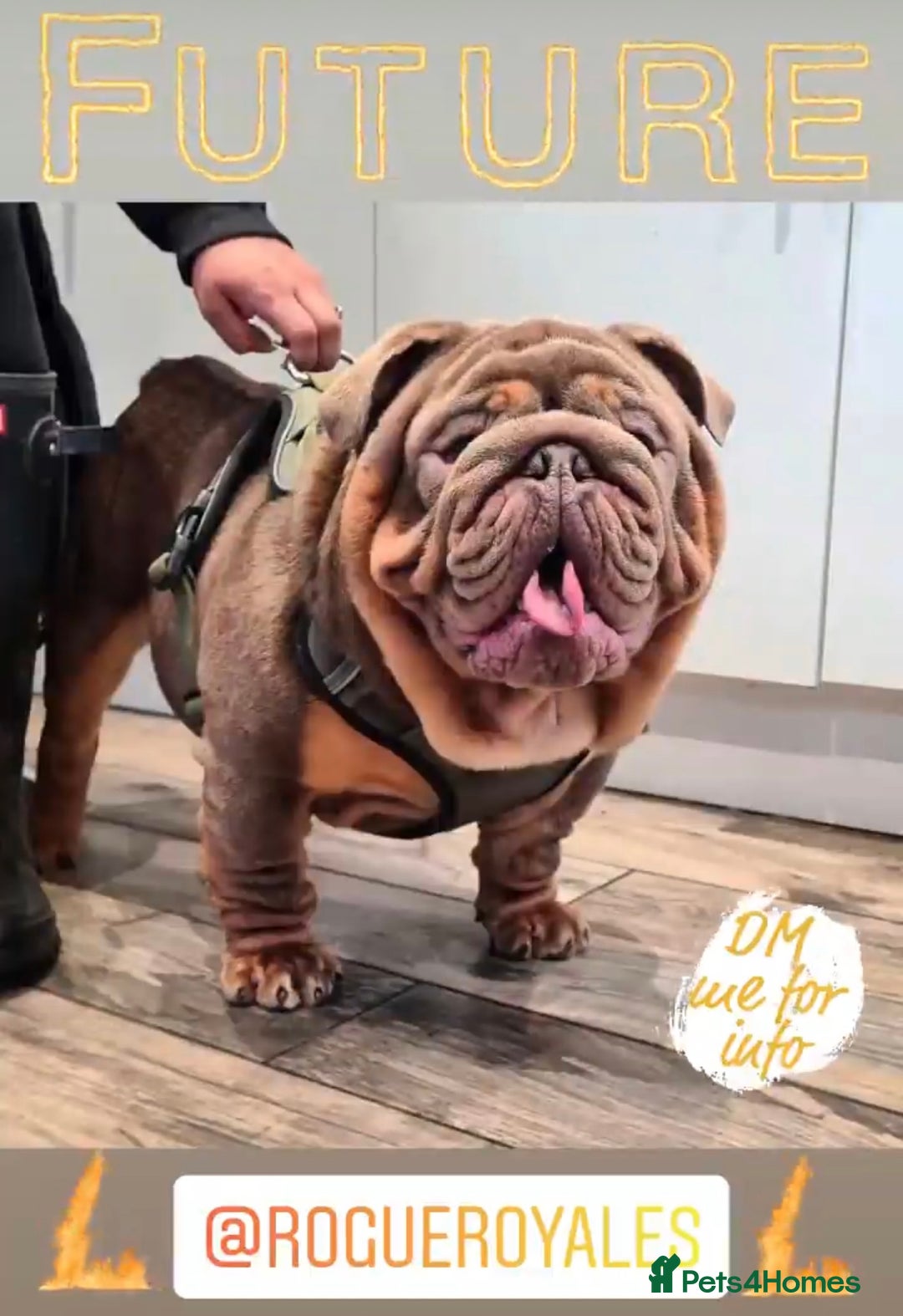 English Bulldog dogs for sale: Show-Stopping Lilac & Chocolate Merle Bulldog - Image 9