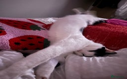 Domestic Shorthair cats for sale: Two Beautiful Boys - seeking new home  - Image 3