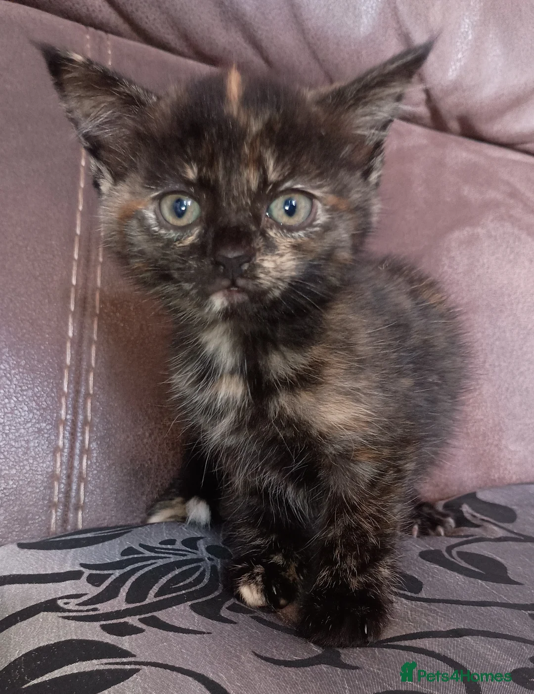 Mixed Breed cats for sale: Kittens availabe - Advert 2