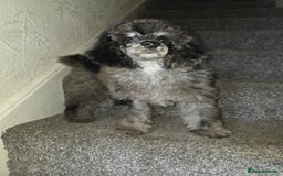 Toy Poodle dogs for sale: merle toy poodle  - Image 2