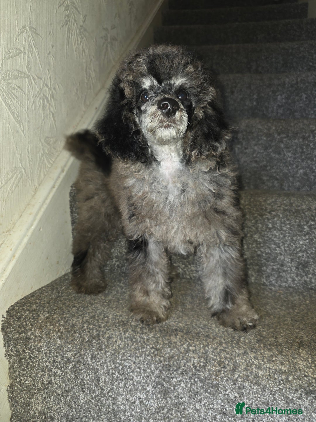 Toy Poodle dogs for sale: merle toy poodle  - Image 2