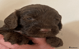 Cockapoo dogs for sale: cockapoo F1 - Image 7