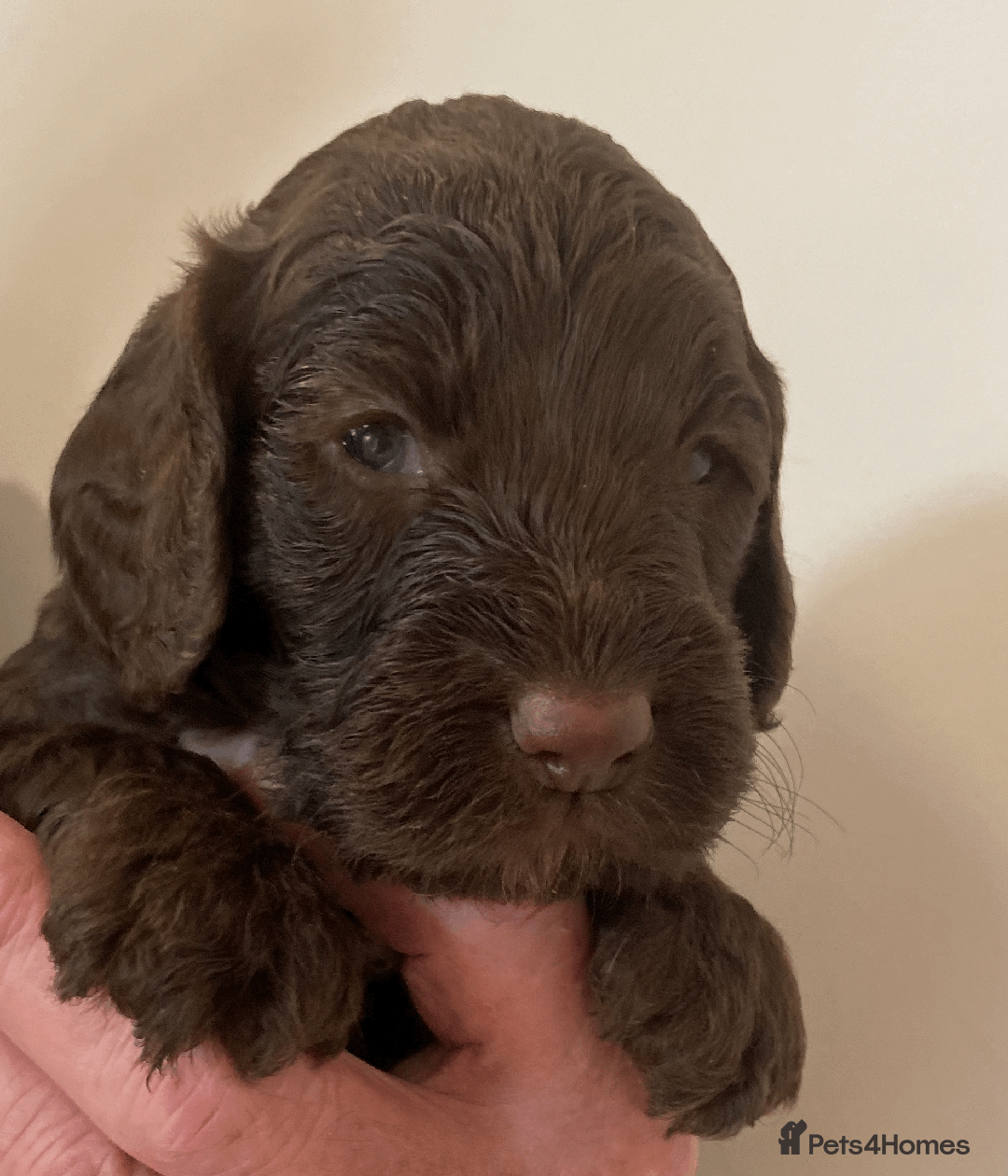 Cockapoo dogs for sale: cockapoo F1 - Image 7