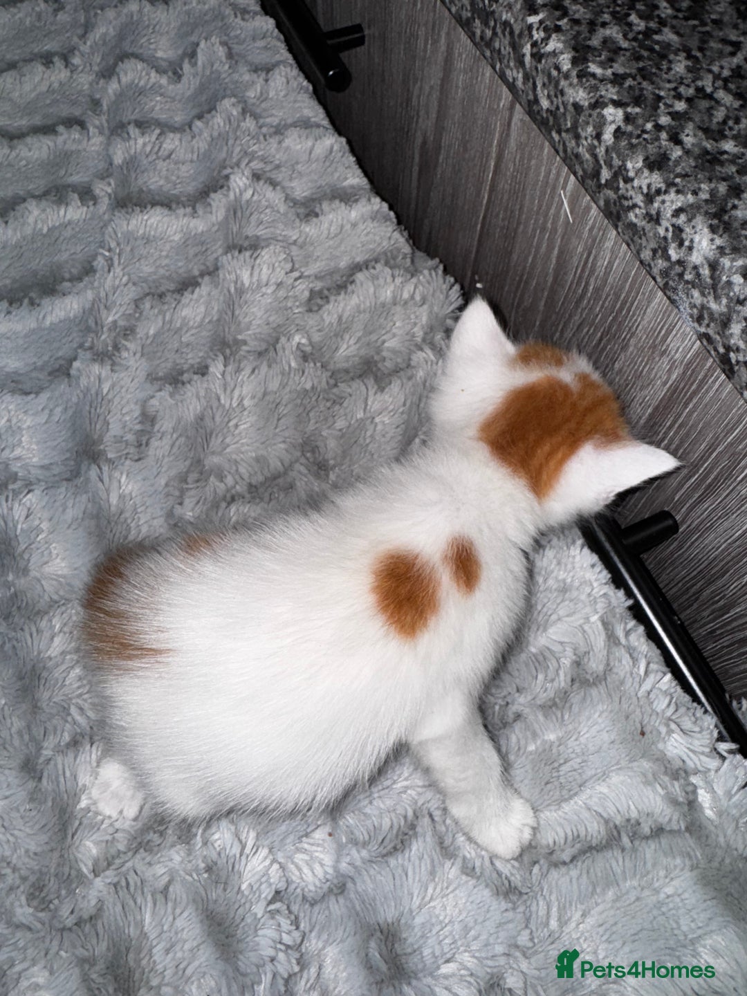 Mixed Breed cats for sale: 7 Mixed Kittens - Ginger, Tabby, Calico, White - Advert 32