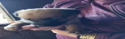 Mixed Breed dogs for sale: Puppies  in Dudley - Advert 7