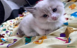 Ragdoll cats for sale: Ragdoll x BSH - Ready now - Image 9