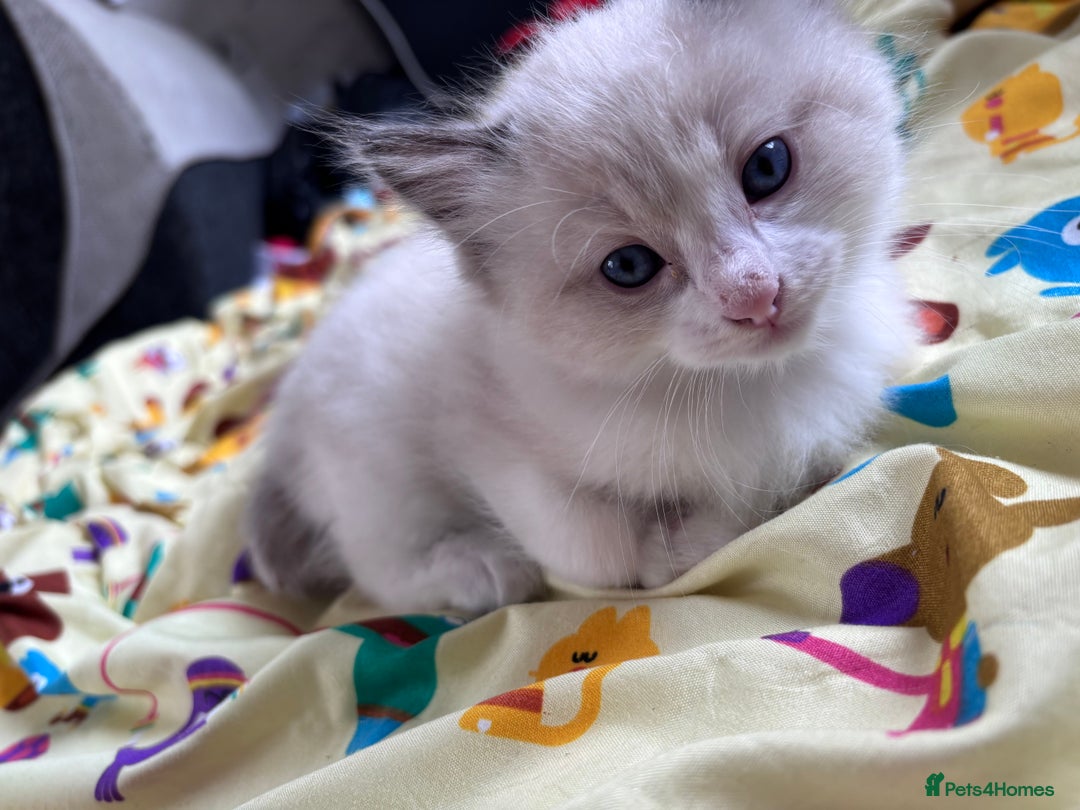 Ragdoll cats for sale: Ragdoll x BSH - Ready now - Image 9