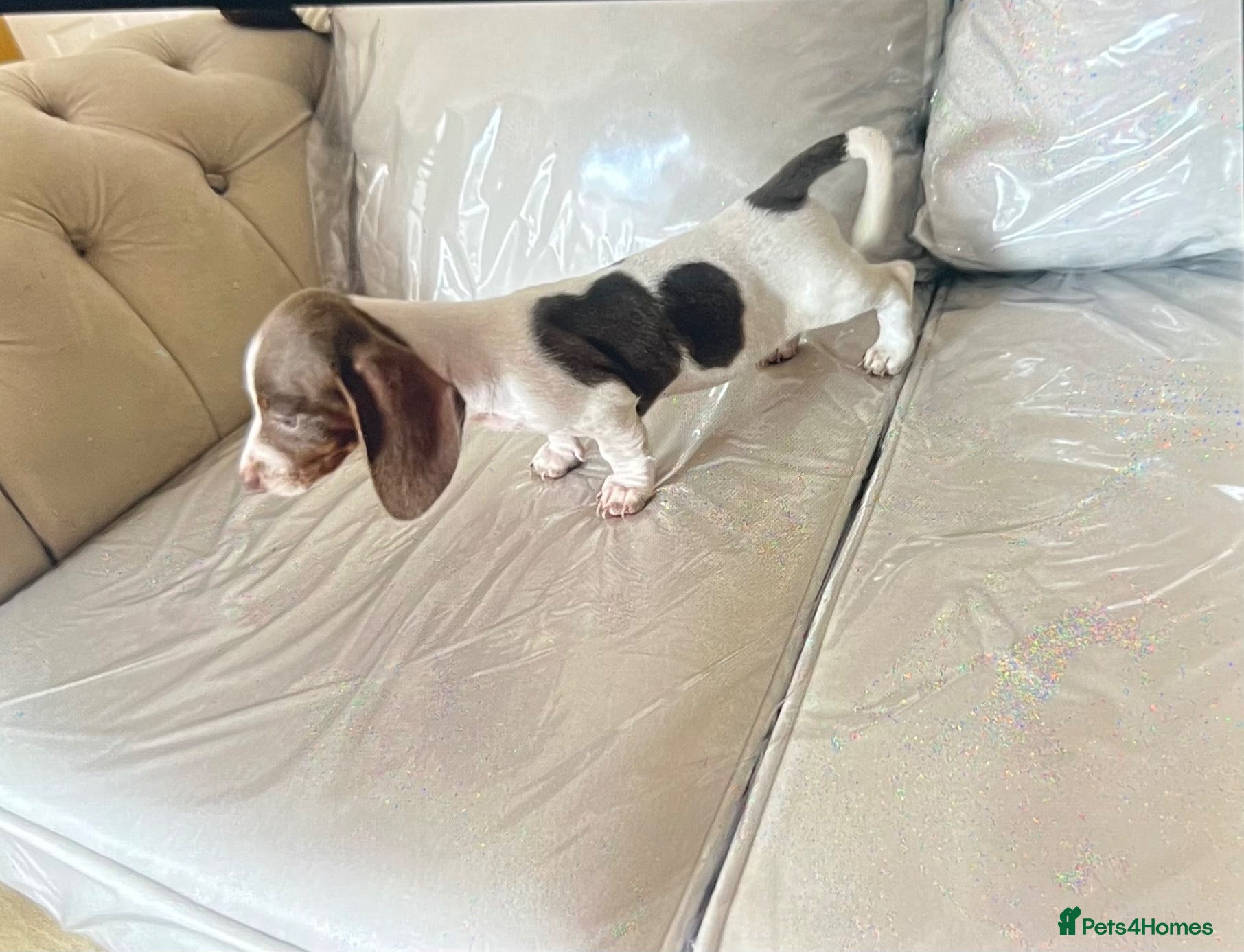 Miniature Dachshund dogs Piabald miniature dachshund  - Advert 2