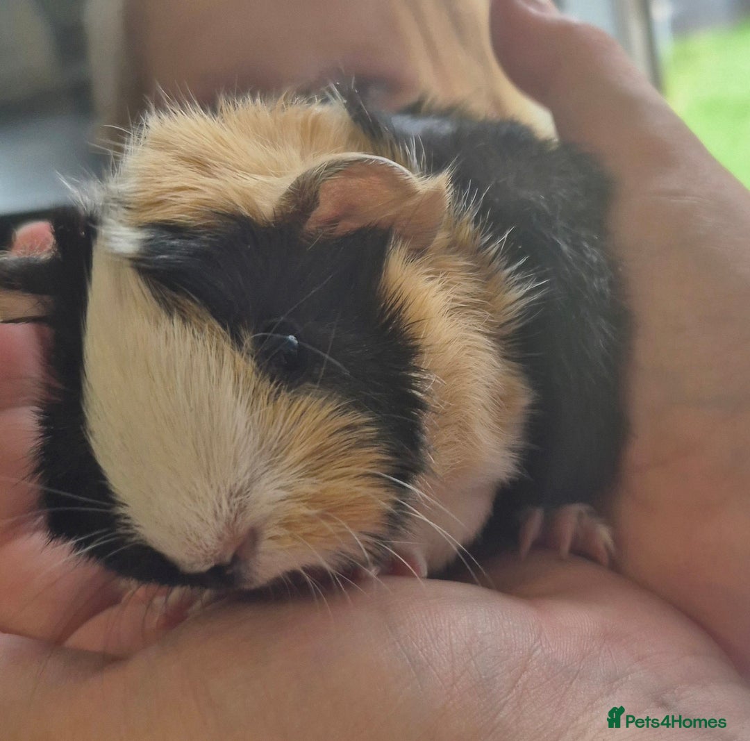 Guinea Pig rodents for sale: Beautiful Female guinea pig  - Image 3