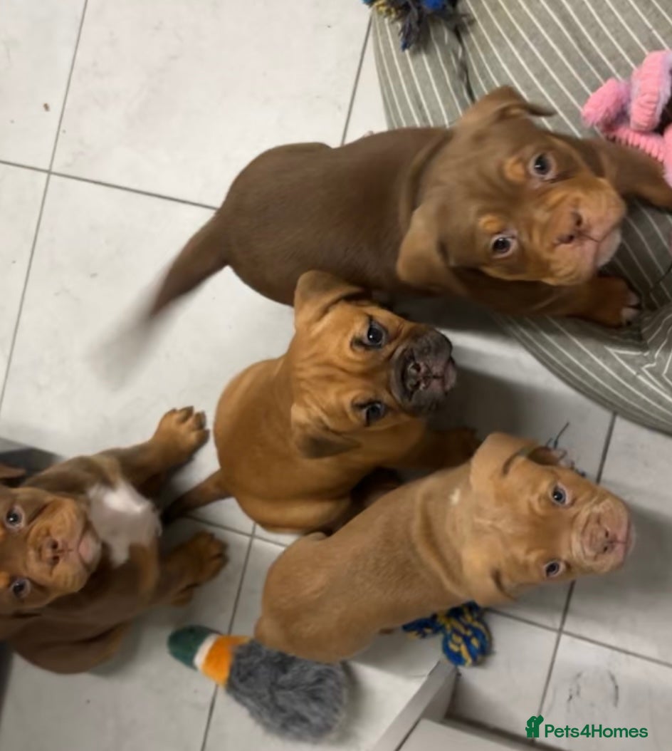 Mixed Breed dogs Beautiful old tyme bulldog puppies  ❤️ - Advert 2