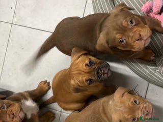 Mixed Breed dogs Beautiful old tyme bulldog puppies ❤️ - Advert 2