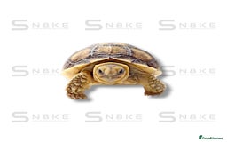 Tortoise reptiles for sale: SULCATA TORTOISES - Image 5
