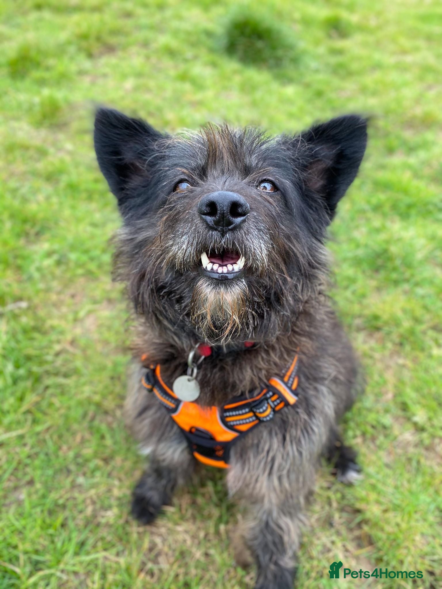 Mixed Breed dogs Senior boy Moflea has never had a home in Waltham Abbey - Advert 20