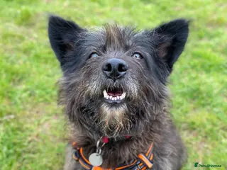 Mixed Breed dogs Senior boy Moflea has never had a home in Waltham Abbey - Advert 1