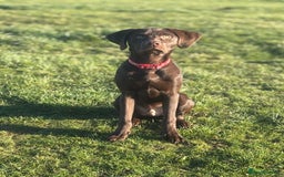 Labrador Retriever dogs for sale: Chocolate Labrador puppy  - Image 1