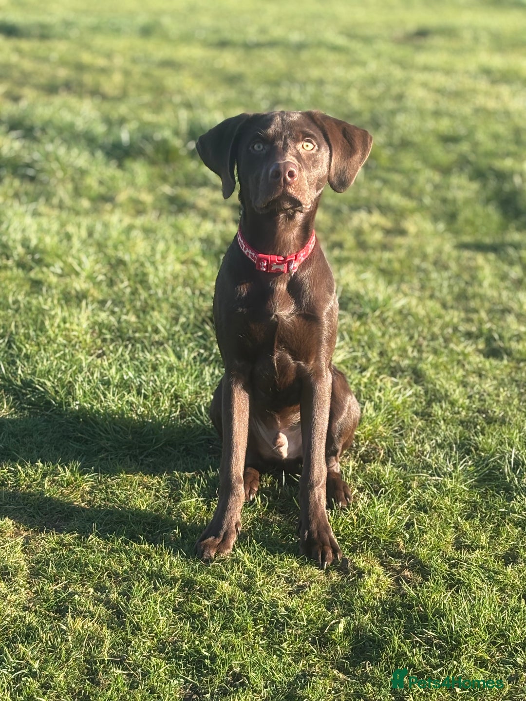Labrador Retriever dogs for sale: Chocolate Labrador puppy  - Image 1
