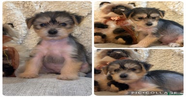 Chinese Crested dogs - Advert 4